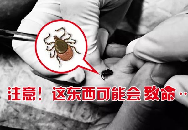 宝宝被蜱虫咬的症状 怎么判断宝宝被蜱虫咬了