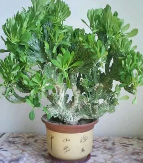 孩子吃了多肉植物怎么办 孩子吃了多肉植物会中毒吗
