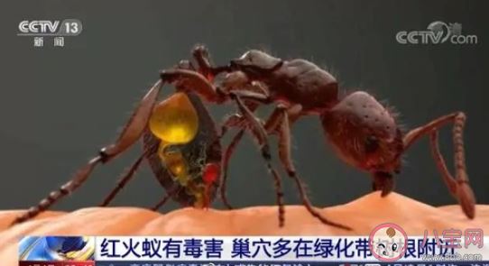 被红火蚁咬伤有哪些表现 咬伤后应该如何紧急处理