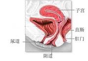 女性阴道松弛的原因是什么？女性阴道松弛怎么办？
