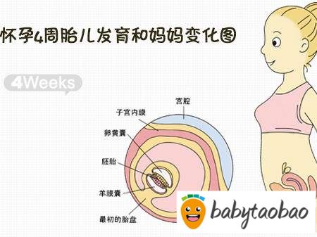 【怀孕四周】怀孕4周症状反应、饮食注意事项