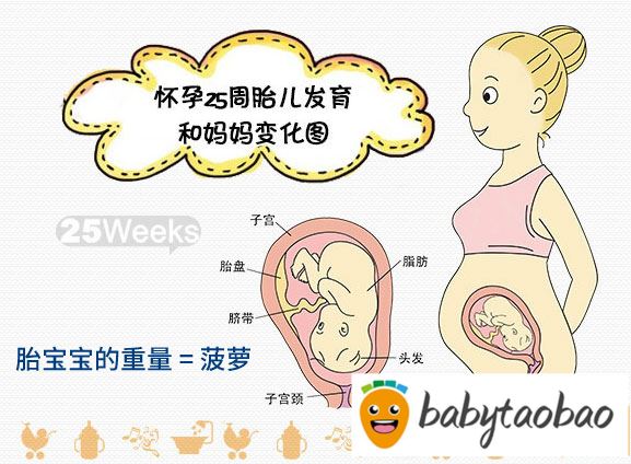 【怀孕二十五周】怀孕25周胎儿图_孕妇饮食注意事项