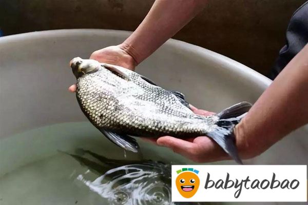 怀孕的人可以吃武昌鱼吗？武昌鱼有哪些功效和作用？