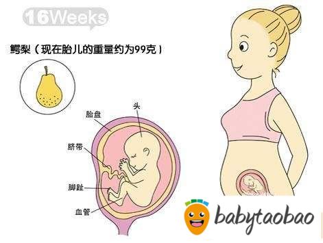 【怀孕十六周】怀孕16周胎儿图_孕妇饮食注意事项