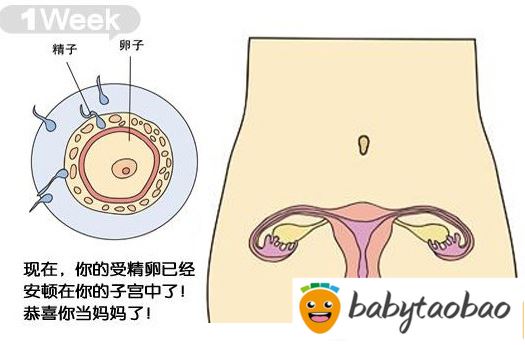 【怀孕一周】怀孕1周的征兆、症状及饮食注意事项