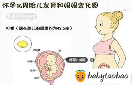 【怀孕十四周】怀孕14周胎儿图_孕妇注意事项