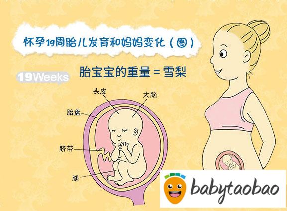 【怀孕十九周】怀孕19周胎儿图_胎动_饮食注意事项