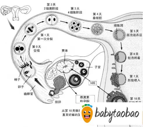同房后几天能测出怀孕?同房12天能测出怀孕吗?