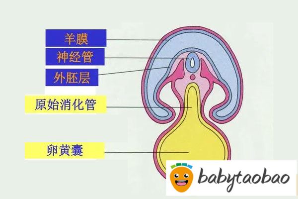 卵黄囊和孕囊的区别B超首次为你揭露其形状