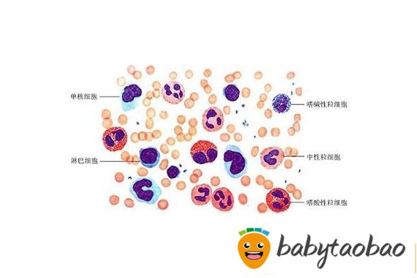 白细胞含量低怎么办 白细胞减少怎么回事