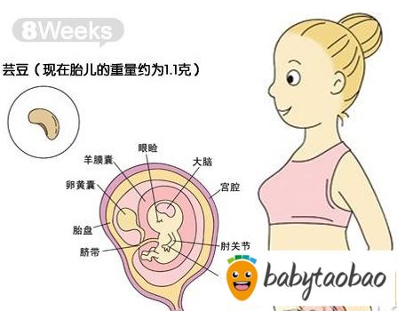 【怀孕八周】怀孕8周胎儿图_症状与饮食注意事项