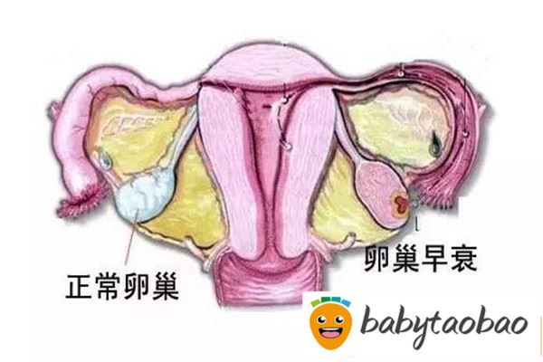 卵巢储备功能——女性生育的基础