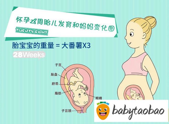 【怀孕二十八周】怀孕28周胎儿图_孕妇饮食与注意事项