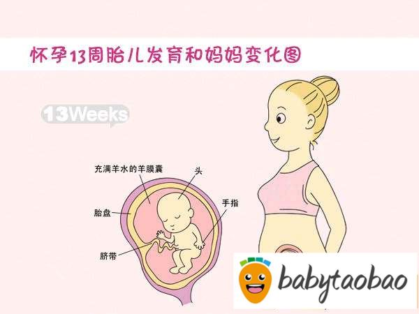 【怀孕十三周】怀孕13周胎儿图_孕妇饮食要点