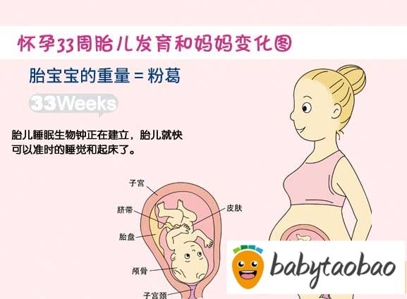 【怀孕三十三周】怀孕33周胎儿图_孕妇饮食及注意事项