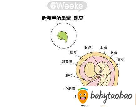 【怀孕六周】怀孕6周胎儿图 怀孕6周症状与注意事项