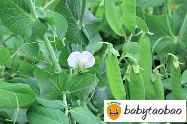 坐月子能吃豌豆吗？