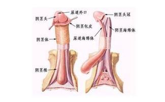 男人什么时候会勃起（探讨勃起的生理过程和相关因素）