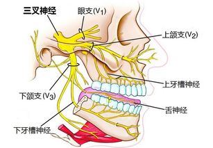 三叉神经痛的症状和治疗方法,了解三叉神经的解剖结构和功能