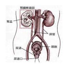 尿道感染快速治疗方法，哪些药物对尿道感染最有效