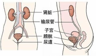 尿路感染需谨慎，专家推荐的消炎药有哪些？