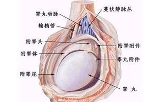 如何有效预防和治疗睾丸下坠问题