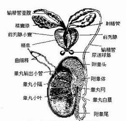 右侧附睾囊肿的症状和治疗方法