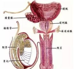 附睾炎的常见症状及治疗方法分享