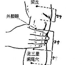 足三里穴位位置图（帮你找到足三里穴位的具体位置）