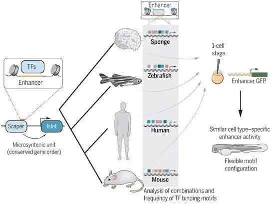 跑步能增强性功能吗？科学研究揭示真相