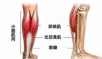 肌溶解是怎么回事（解析肌肉损伤的原因和治疗方法）