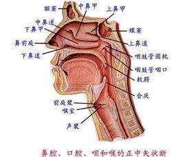 咽炎治疗方法大揭秘，快速缓解咽喉不适