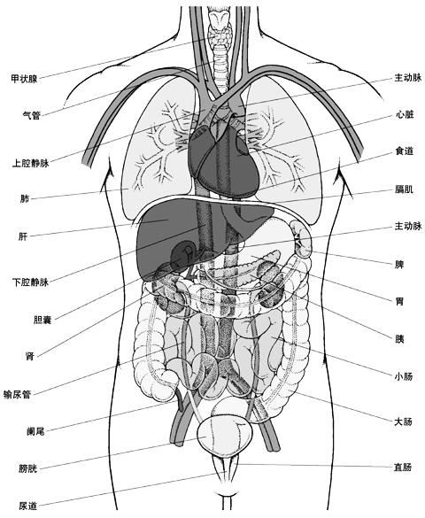 肝脏在人体哪个部位？