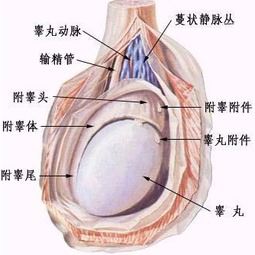 如何缓解睾丸痒症状,常见睾丸痒的原因分析