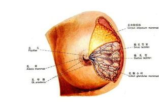 乳房有硬块是什么病（乳腺增生的症状及治疗方法）