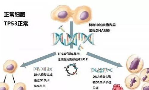 骨髓增生异常综合征（疾病概述及治疗方案）