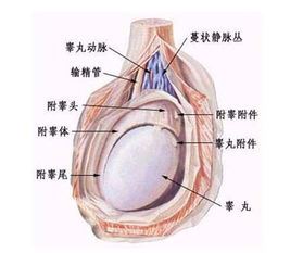 如何判断睾丸是否偏大或偏小,睾丸大是否有影响及如何治疗