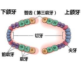 智齿发炎疼痛难忍？这些方法帮你解决烦恼