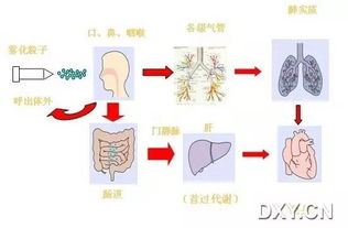 雾化吸入的药物（让你了解雾化吸入的正确使用方法）