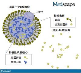 低密度脂蛋白偏高的危害及预防方法