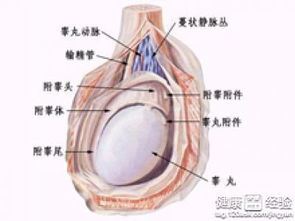 睾丸大小不同（原因和治疗方法解析）