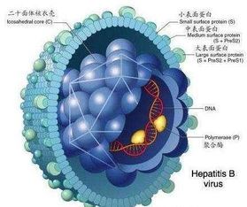 乙型肝炎表面抗体阳性的意义是什么？乙肝疫苗接种注意事项