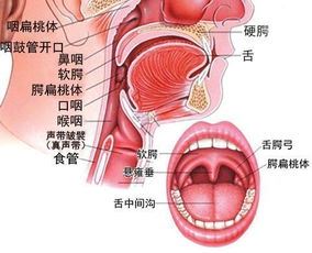 小儿扁桃体发炎（如何预防和治疗小儿扁桃体炎）