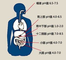 体液是什么？了解人体分泌物的基本知识