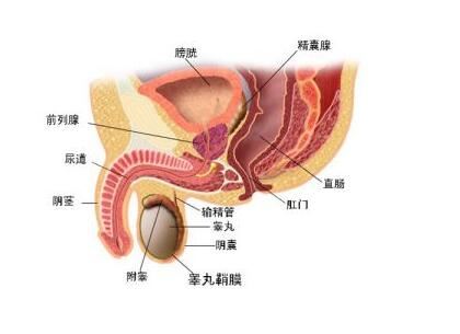 提高男性健康水平的精囊前列腺按摩技巧