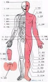 三阴交在哪（介绍人体穴位及其功效）