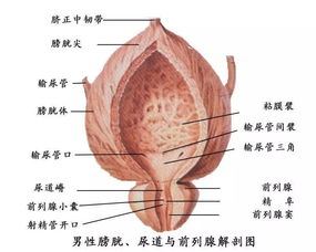 神经末梢炎症状有哪些，神经末梢炎的治疗方法和预防措施