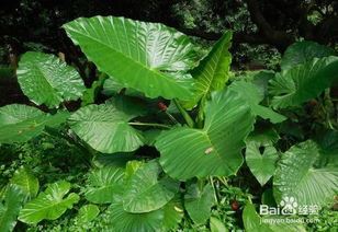 芸香草的种植技巧和注意事项