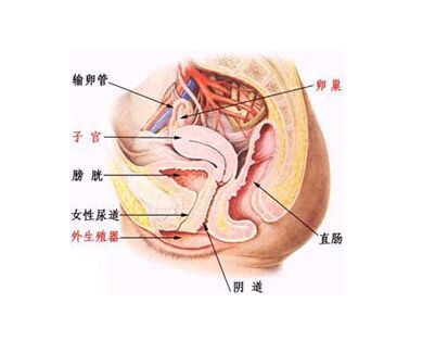 女性性器官的结构及保健常识