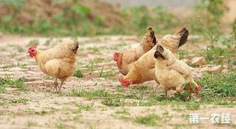 吃什么能让鸡变大变粗？饲料推荐